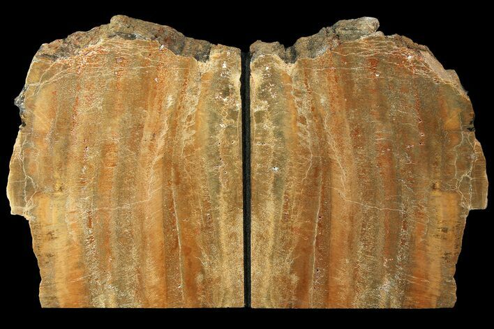 Tall, Arizona Petrified Wood Bookends - Arizona #180246